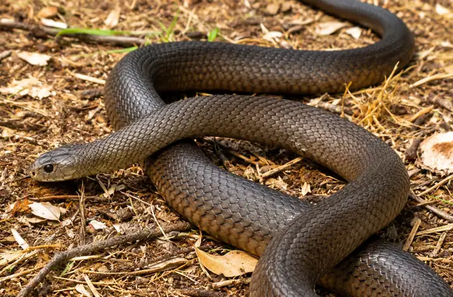 Dugite, Pseudonaja affinis