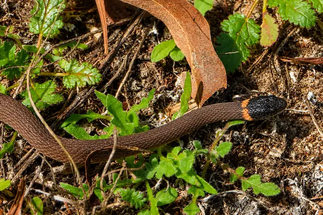 Masters snake, Drysdalia mastersii