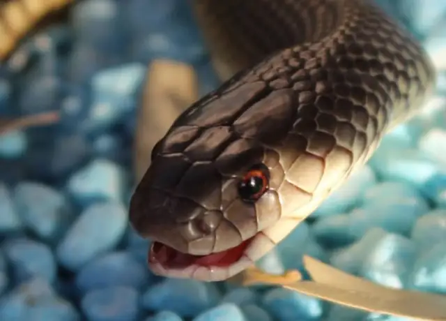 King brown or mulga snake, Pseudechis australis